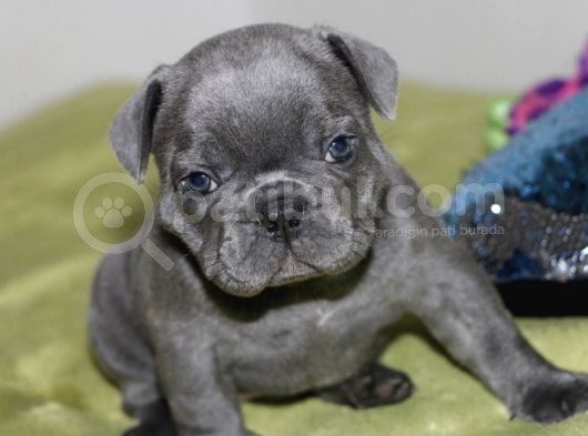 Orijinal Blue French görsel