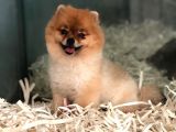 Pomeranian Boo