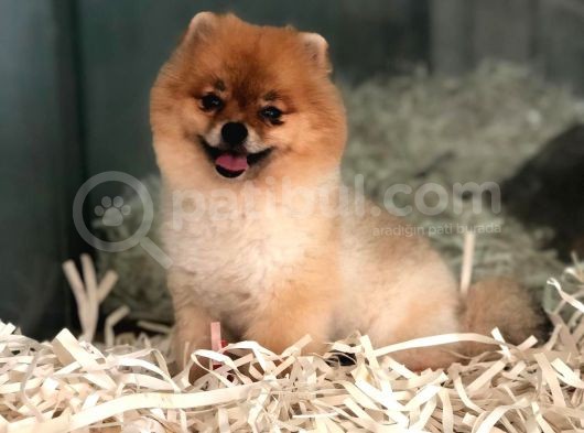 Pomeranian Boo görsel