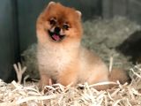 Pomeranian Boo