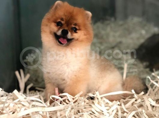Pomeranian Boo görsel
