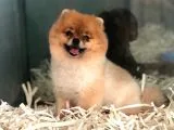 Pomeranian Boo