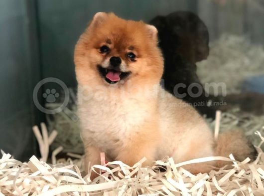 Pomeranian Boo görsel