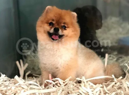 Pomeranian Boo