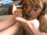 Red Toy Poodle