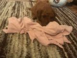 Red Toy Poodle
