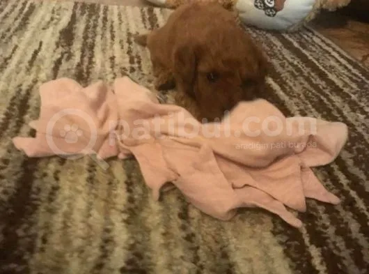 Red Toy Poodle