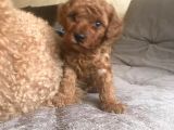 Red Toy Poodle