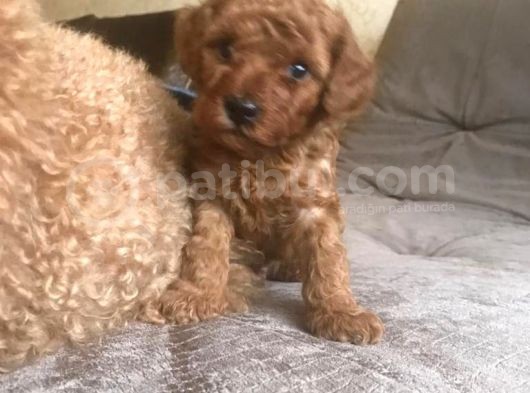 Red Toy Poodle görsel