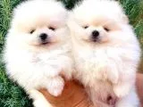 Beyaz Tedy Bear Pomeranian
