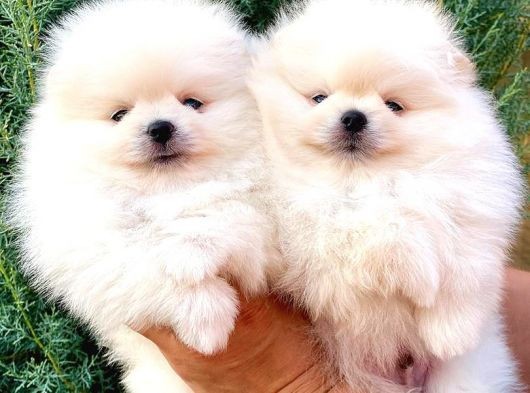 Beyaz Tedy Bear Pomeranian görsel