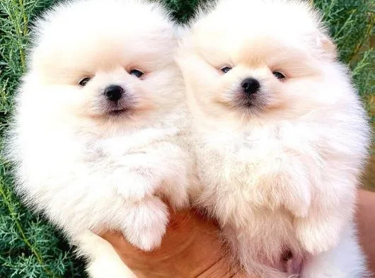 Beyaz Tedy Bear Pomeranian
