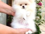 Beyaz Tedy Bear Pomeranian
