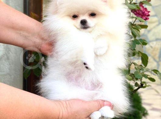 Beyaz Tedy Bear Pomeranian görsel