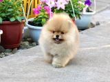Cream Pomerian Boo