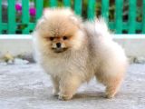 Cream Pomerian Boo