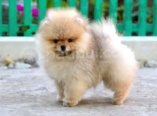 Cream Pomerian Boo görsel