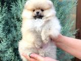 Beyaz Tedy Bear Pomeranian