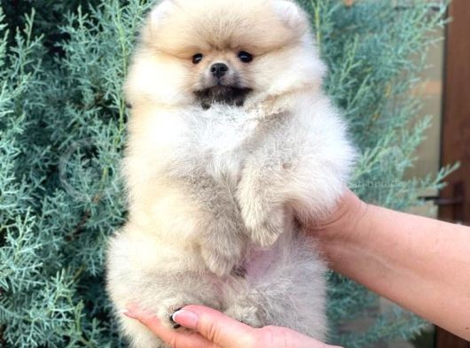 Beyaz Tedy Bear Pomeranian görsel