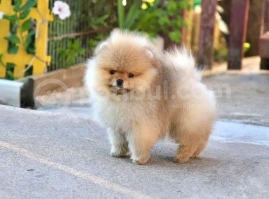 Cream Pomerian Boo görsel