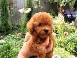Red Toy Poodle