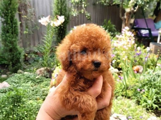 Red Toy Poodle görsel