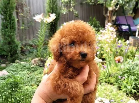 Red Toy Poodle
