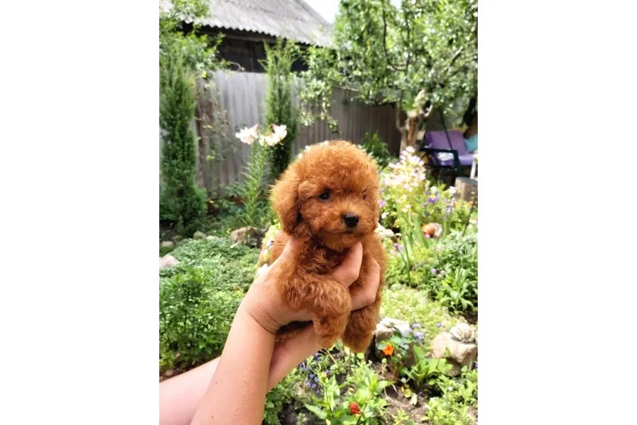 Red Toy Poodle