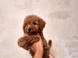 Tea Cup Poodle