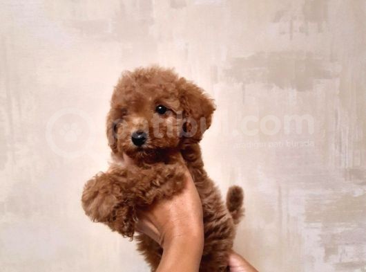 Tea Cup Poodle görsel