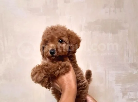 Tea Cup Poodle