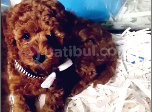 Tea Cup Poodle görsel
