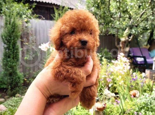 Red Toy Poodle görsel