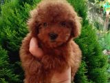 Red Toy Poodle