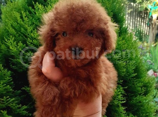 Red Toy Poodle görsel