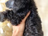 Silver Poodle