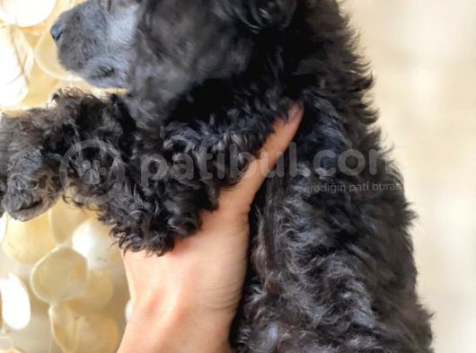 Silver Poodle görsel