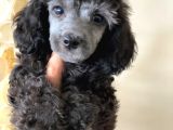 Silver Poodle