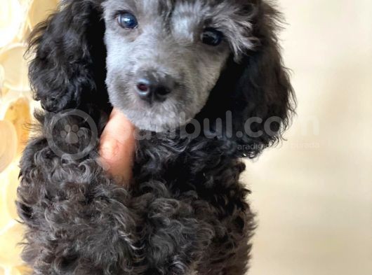 Silver Poodle görsel