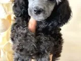 Silver Poodle