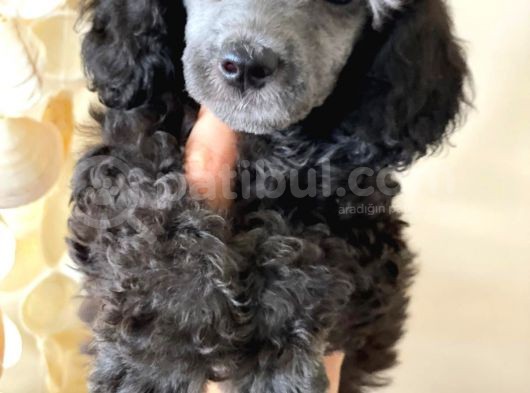 Silver Poodle görsel