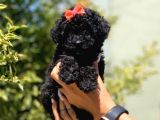 Siyah Poodle
