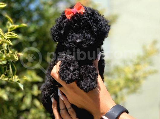 Siyah Poodle görsel