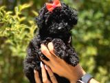 Siyah Poodle