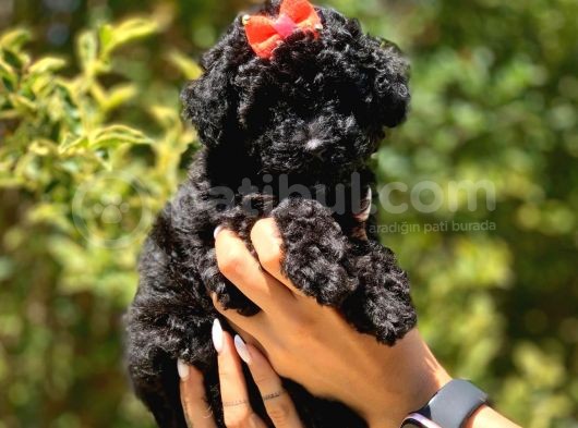 Siyah Poodle görsel
