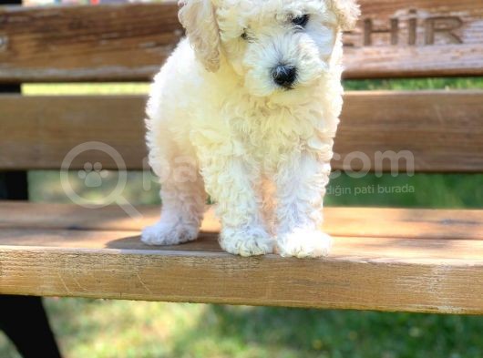 Beyaz Poodle görsel