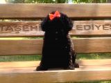 Siyah Poodle