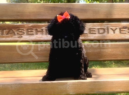 Siyah Poodle görsel
