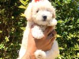 Beyaz Poodle