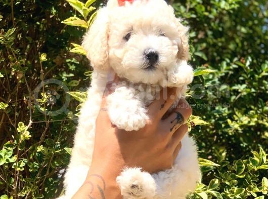 Beyaz Poodle görsel